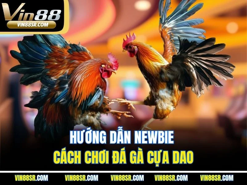 Hướng dẫn newbie cách chơi đá gà cựa dao